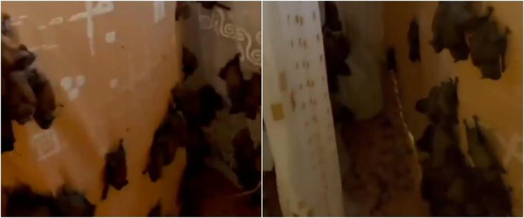 ΒΙΝΤΕΟ: Επέστρεψε στο σπίτι της και βρήκε εκατοντάδες νυχτερίδες στο διαμέρισμά της στο Κίεβο Η ιδιοκτήτρια έλειπε για μία εβδομάδα όταν μια ολόκληρη αποικία μπήκε από ανοιχτά παράθυρα 11:50 - 06 Σεπτεμβριου 2026